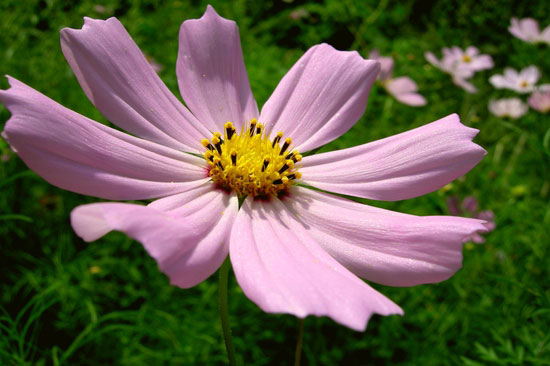 flower2.jpg